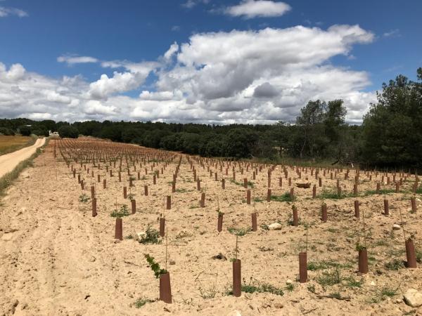 vinedo